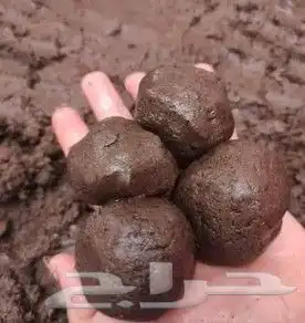 دلكه سودانيه اصليه وارد السودان 5