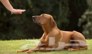 درب كلبك بنفسك داخل المنزل 9