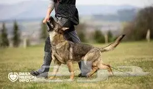 درب كلبك بنفسك داخل المنزل 6