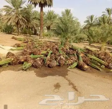 نقوم بجميع اشغال النخيل قلع غرس توردي تكريب جرد تحويص تشويك 2