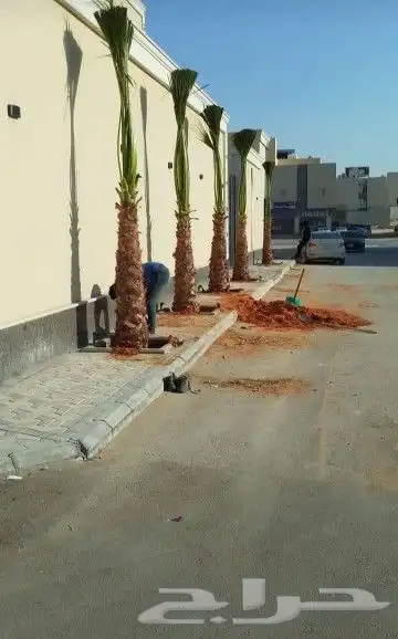 نقوم بجميع اشغال النخيل قلع غرس توردي تكريب جرد تحويص تشويك 1