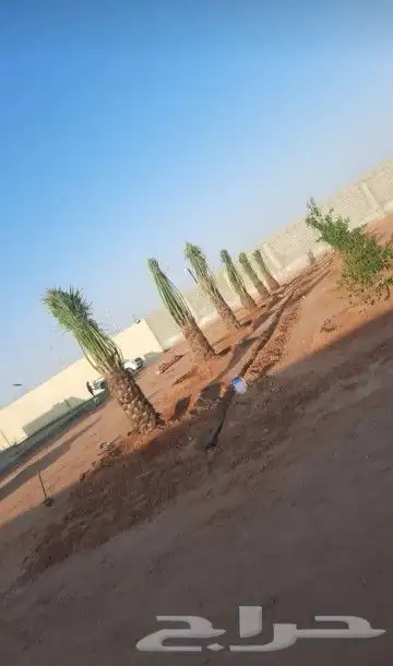 نقوم بجميع اشغال النخيل قلع غرس توردي تكريب جرد تحويص تشويك 4