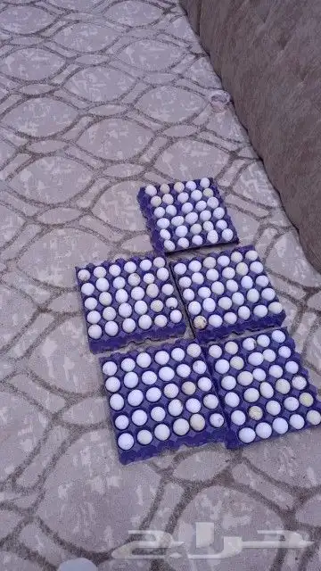 بيض دجاج مخصب ( بلدي   فيومي   تركي ) 1