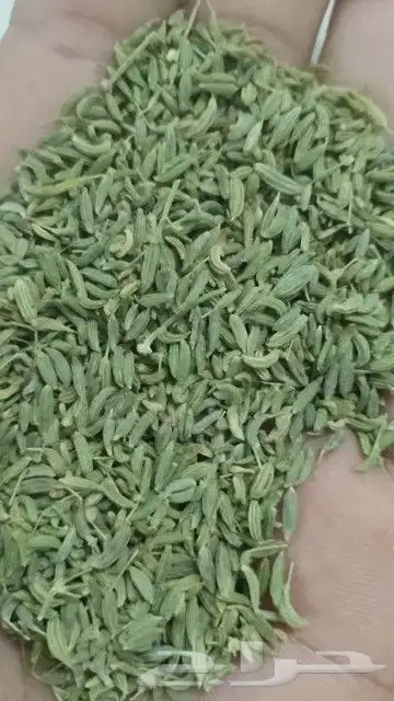 ذره صفرا وشعير 1