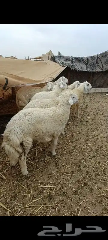 طليان ورخال فل شحم ولحم باسعار مناسبة شامل الذبح والتوصيل 7