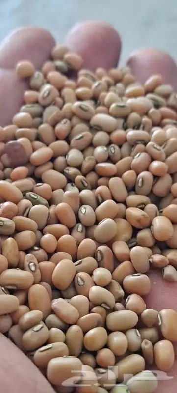 ذره صفرا وشعير 4