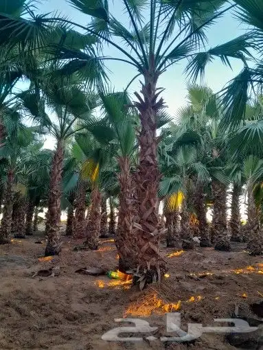 مقاول عام 9