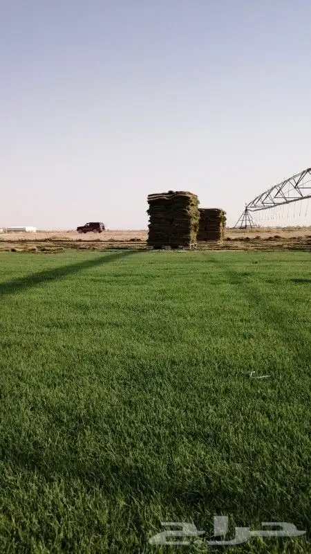 ثيل طبيعي صافي درجة اولى مزارع العثمان 4