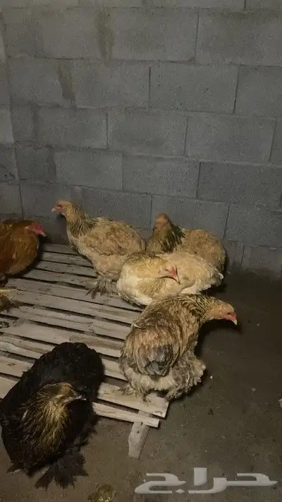 دجاج براهمي 0