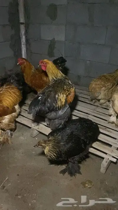 دجاج براهمي 2