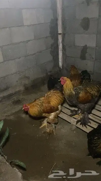 دجاج براهمي 1