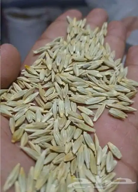 ذره صفرا وشعير 3