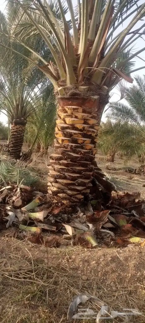تكريب نخيل 1
