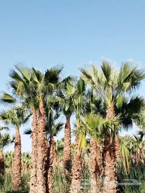 مقاول عام 7