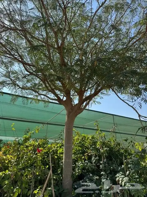 نخل عربي- واشنطني- اشجار 5