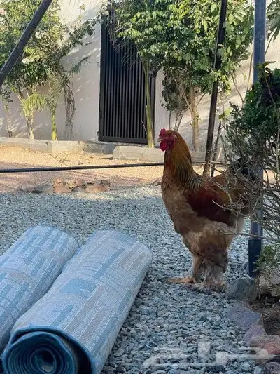دجاج براهمي 3