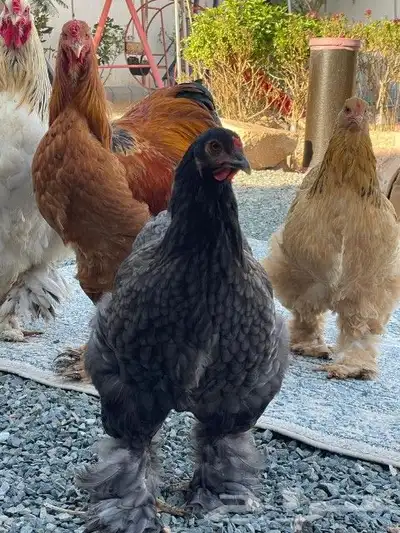 دجاج براهمي 5