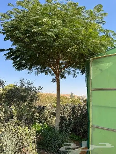 نخل عربي- واشنطني- اشجار 6