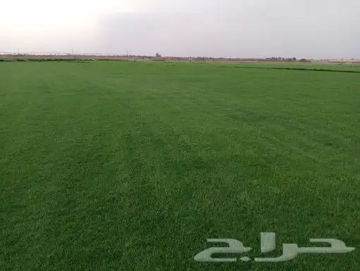 ثيل سي 2000 صافي وطبيعي درجة اوله يوجد تركيب وتوريد داخل الر 1