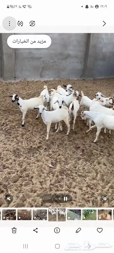 تيوس وجفار بيشيه بلدي للبيع 0