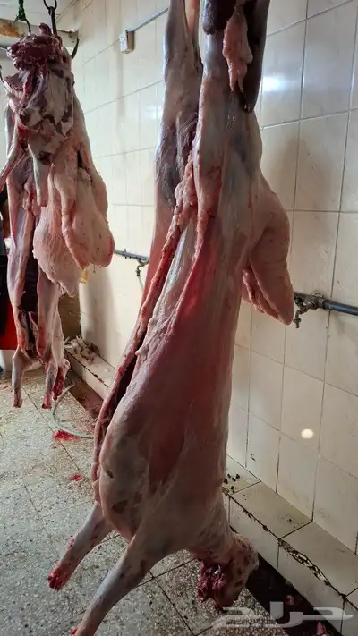 مزرعة ومراح حلال_الديرة لبيع_الذبايح مع خدمةالذبح والتوصي 4