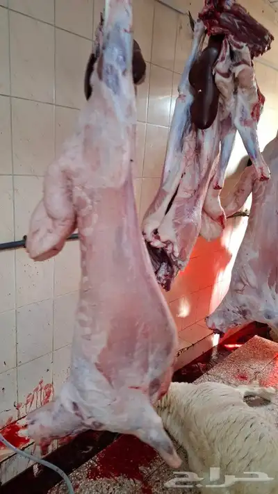 مزرعة ومراح حلال_الديرة لبيع_الذبايح مع خدمةالذبح والتوصي 0
