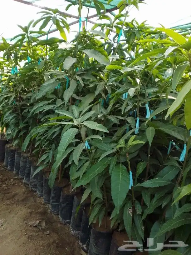 مانجوه هندي تومي لانجرا جلين 0