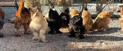 دجاج براهمي 6