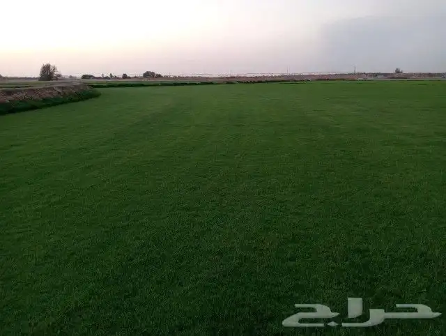 ثيل سي 2000 صافي وطبيعي درجة اوله يوجد تركيب وتوريد داخل الر 3