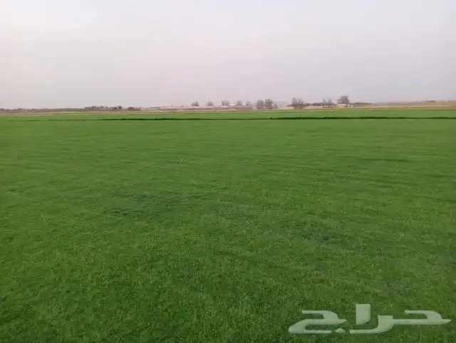 ثيل سي 2000 صافي وطبيعي درجة اوله يوجد تركيب وتوريد داخل الر 0