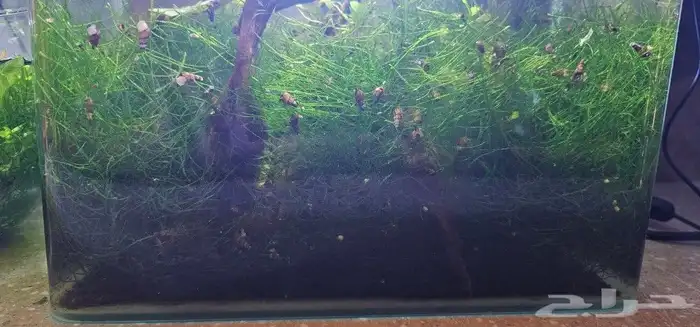 جافا موس java moss 1