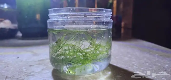 جافا موس java moss 2