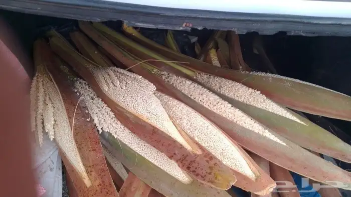 لقاح طازج جديد 2