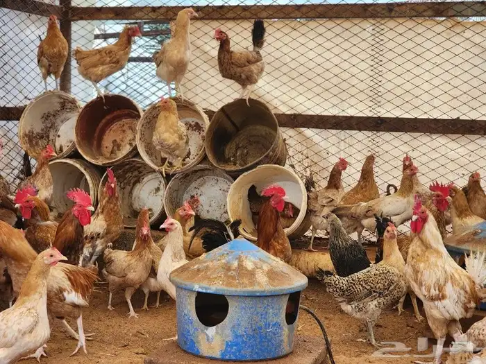 دجاج بلدي بياض شرط 0
