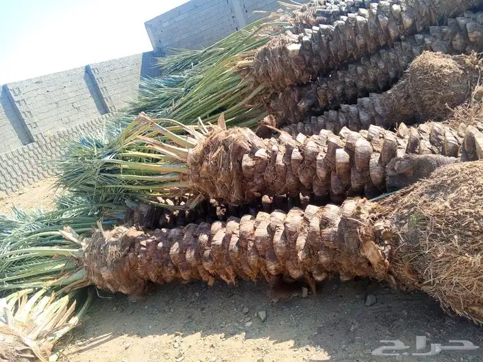 نخل للبيع جده مكه نقوم بتكريب وتلقيح النخل ونورد نخل عربي 6
