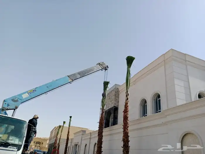 اشجار ونخيل 3