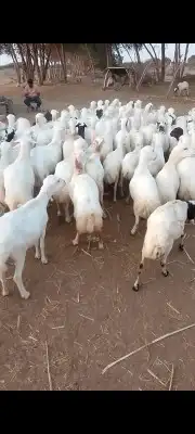 ظهر فايديات دفيء طيبة اسنانها طيبه جرومها طيبة تيوسه طيبه 0