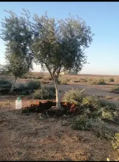 اشجار ونخيل 12