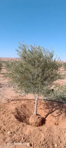 متخصصون في التشجير وتوريد وتشبيك المزارع 7