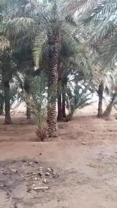 نخل للبيع جثايث عربي واشنطونيا زينه 2