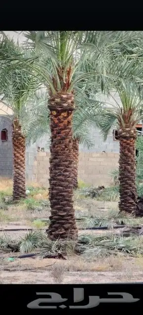 يوجد لدينا جميع انواع النخيل لتواصل 8