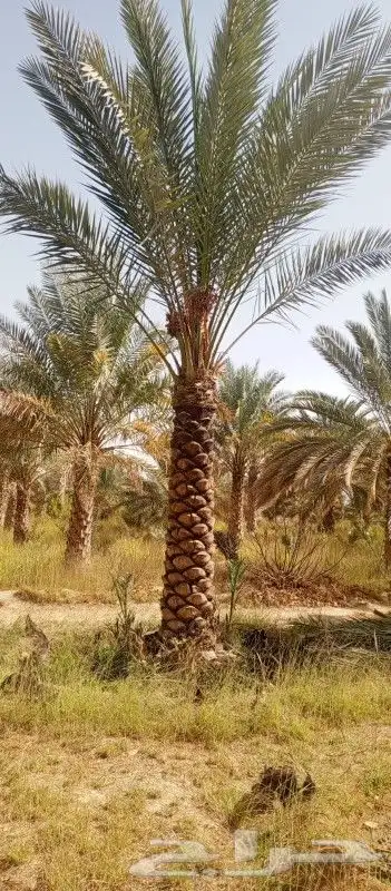 متخصصون في التشجير وتوريد وتشبيك المزارع 3