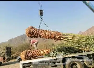 سلام عليكم يوجد لدينا جميع انواع انخيل المثمر حسب المقاسات و 0