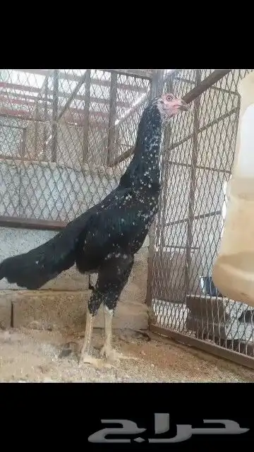 دجاج سندي فواخر 0