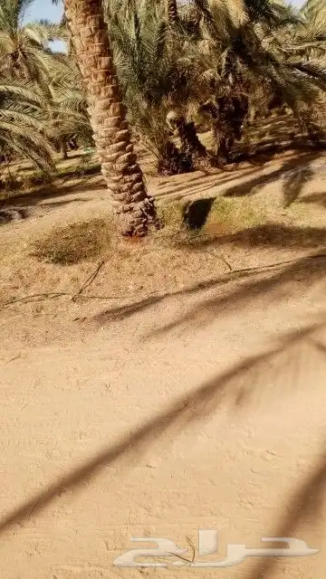 مقاول شبوك ونخيل 9