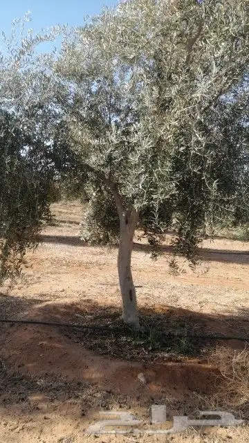 متخصصون في التشجير وتوريد وتشبيك المزارع 0