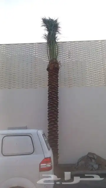 نخل للبيع جثايث عربي واشنطونيا زينه 8