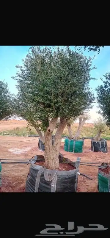 اشجار ونخيل 13