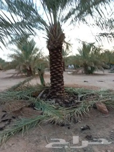 نخل للبيع جده مكه نقوم بتكريب وتلقيح النخل ونورد نخل عربي 8