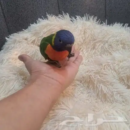 لوري نهايه فطام 2
